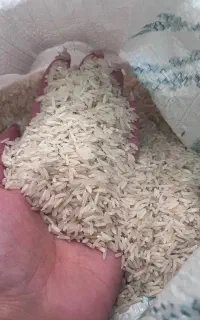 برنج طارم هاشمی درجه یک