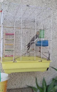عروس هلندی نر