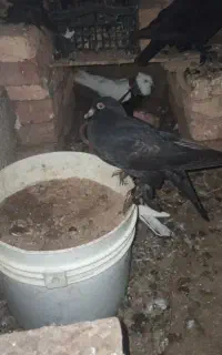 جوجه کفتر اهر قره سه