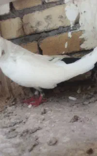کبوتر دم‌سیاه اصل