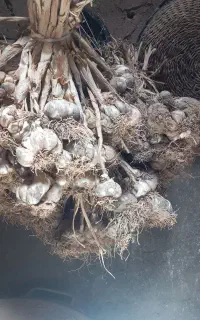 سیر محلی خشک امسالی