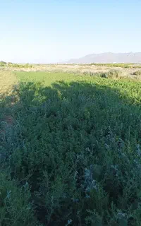 یونجه خشک و کاه جو