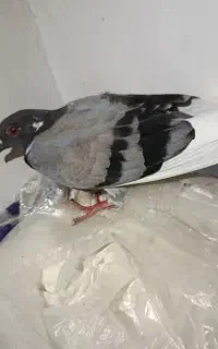 کبوتر دورح