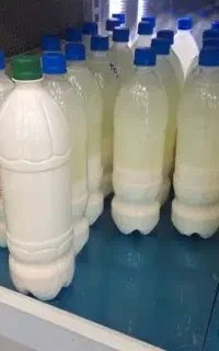 شیر ماست دوغ پخش لبنیات