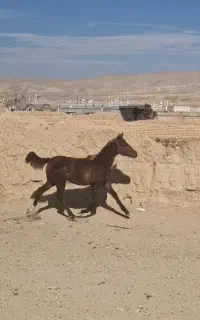 کره مادیان نوه کامران 14 ماهه