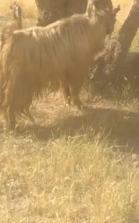 دوبر
