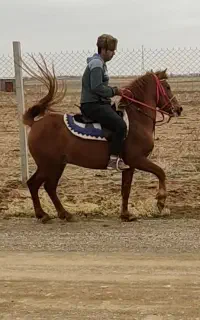 نریان کرد