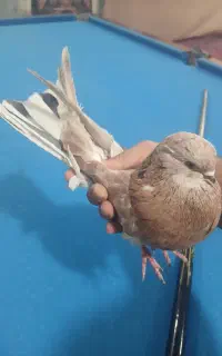 سرول