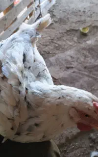 مرغ گلین کرک