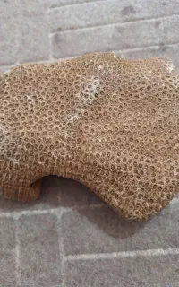 فسیل قدیمی و باارزش