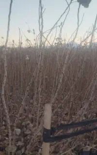 نهال پسته