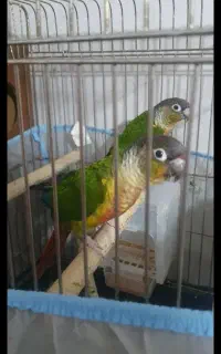 جفت گرینچیک