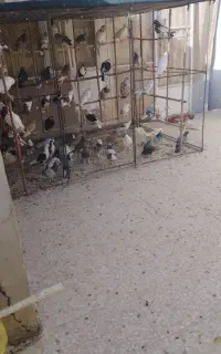 قفس آهنی بزرگ