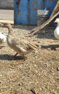 سلام ۳تا غاز محلی نگهبان