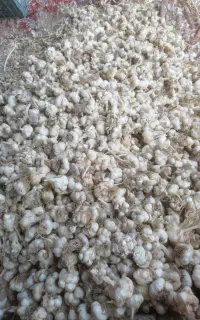 سیر تازه درجه یک امسال