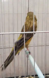 قناری نر سیزده سانت دمب و چهار تا قناری شاخص