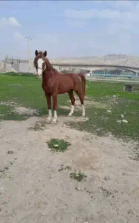آراس