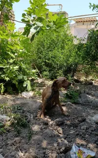 سگ شکاری