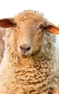 نژاد افشاری مغانی .بره یکساله ارسال به درب منزل ٪٪