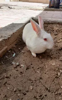 خرگوش خانگی