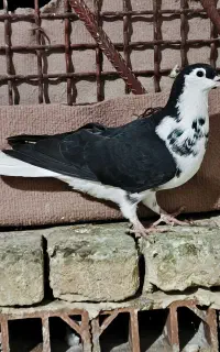 کفتر ساده سیاه