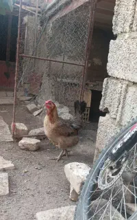 مرغ محلی تخم گذار
