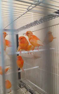 قناری ردفکتور اورجینال