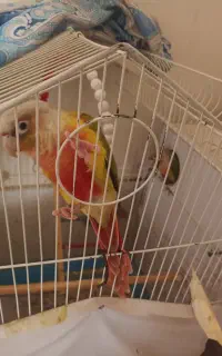 طوطی گرینچیک