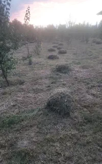 یونجه تازه فروشی