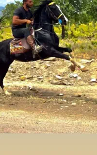برکت مادیان برنگ زیبای مشکی ۵نشان.۵ساله