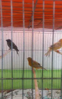 ۳ عدد قناری نر و ماده
