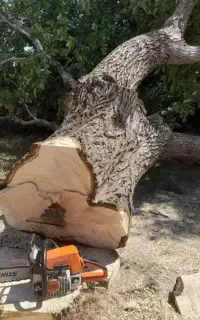 هرص و برش چوب در باقات شما عزیزان