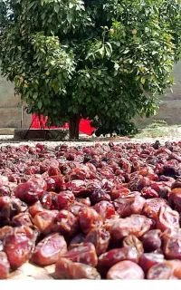زنبیل و ترک