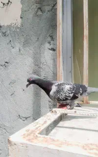 کبوتر