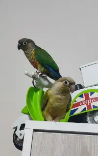 طوطی گرینچیک جفت