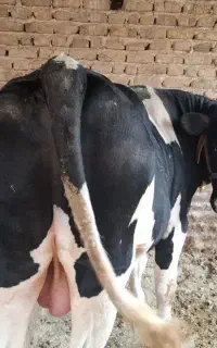 گوساله کل گاو