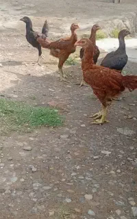 فروش جوجه لاری