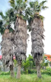 درخت پالم