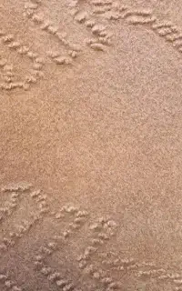 موکت قهوه ای کارکرده