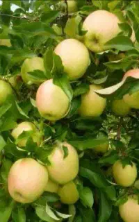 تولید نهال سیب گلدن رندرز