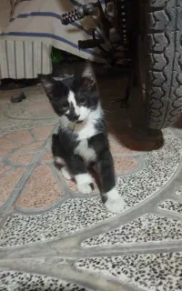 واگذاری رایگان گربه