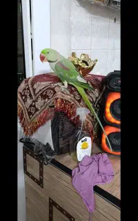 شاه طوطی سخنگو نر 30کلمه حرف میزنه