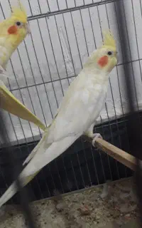 عروس هلندی  و مرغ عشق