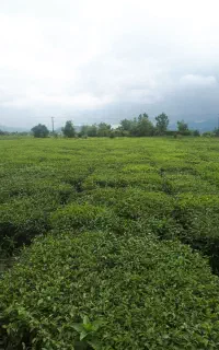 چای بهاره لاهیجان ۴۰۵چین اول