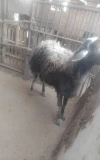 قوچ شیشک....بره گوسفند بز