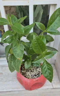 گیاه سیدرانتوموم