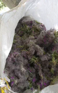 گل کفته  همین الان دارم میچینم