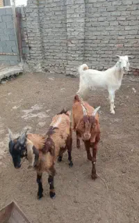 بز جوان و چاق