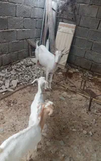 بز  بنگالی سه قلو زا اصیل با دوتا بزغاله نر