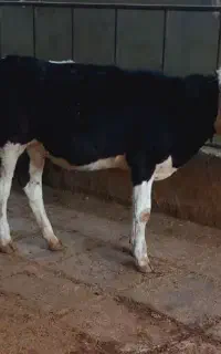 گاو ..۱ راس گوساله سیمینتال ماده